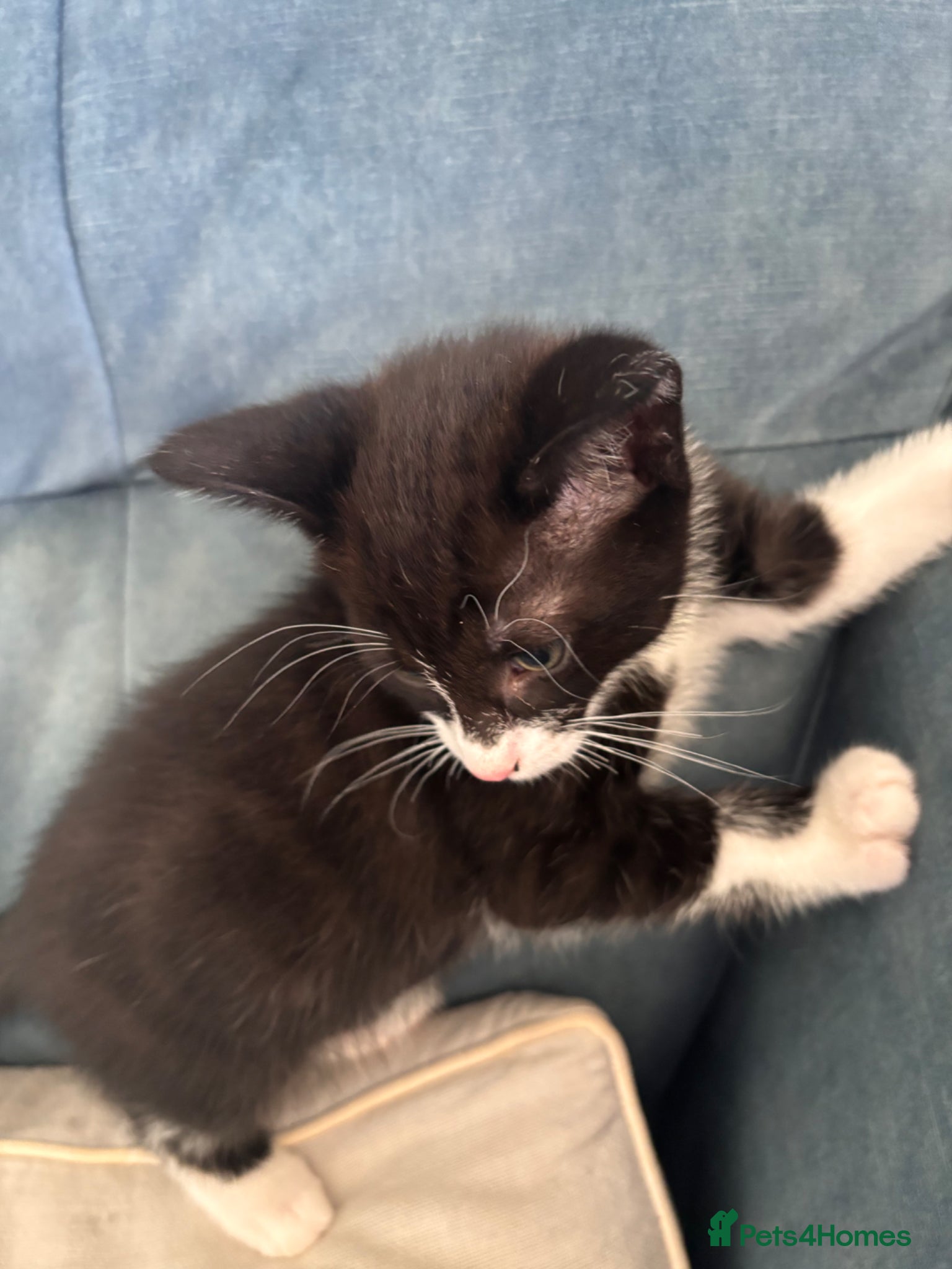 Mixed Breed cats Only 3 LEFT- 6 beautiful kittens.  - Advert 2