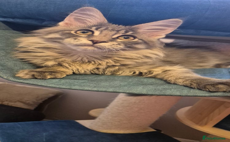 Maine Coon cats - Advert 2