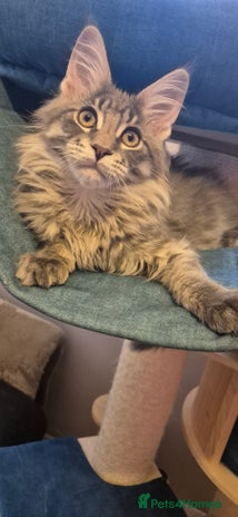 Maine Coon cats - Advert 1