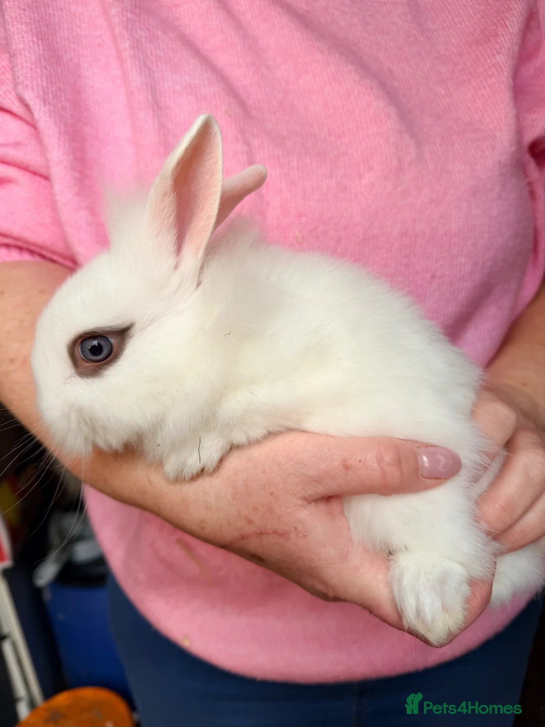 Lionhead rabbits for sale: Lionheads looking for their forever homes - Advert 1
