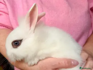 Lionhead rabbits for sale: Lionheads looking for their forever homes - Advert 1