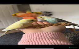 Budgerigars birds for sale: Pair of budgies  - Image 1