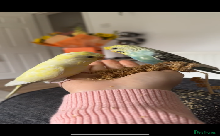 Budgerigars birds - Advert 2