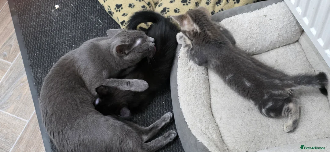 Mixed Breed cats for sale: 2 beautiful kittens for sale - Advert 8