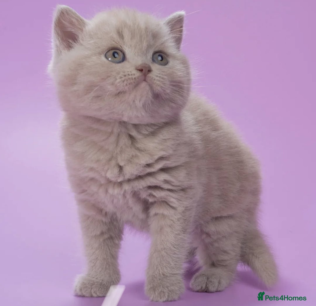 British Shorthair cats for sale: Cute pedigree lilac British shorthair kittens - Image 10