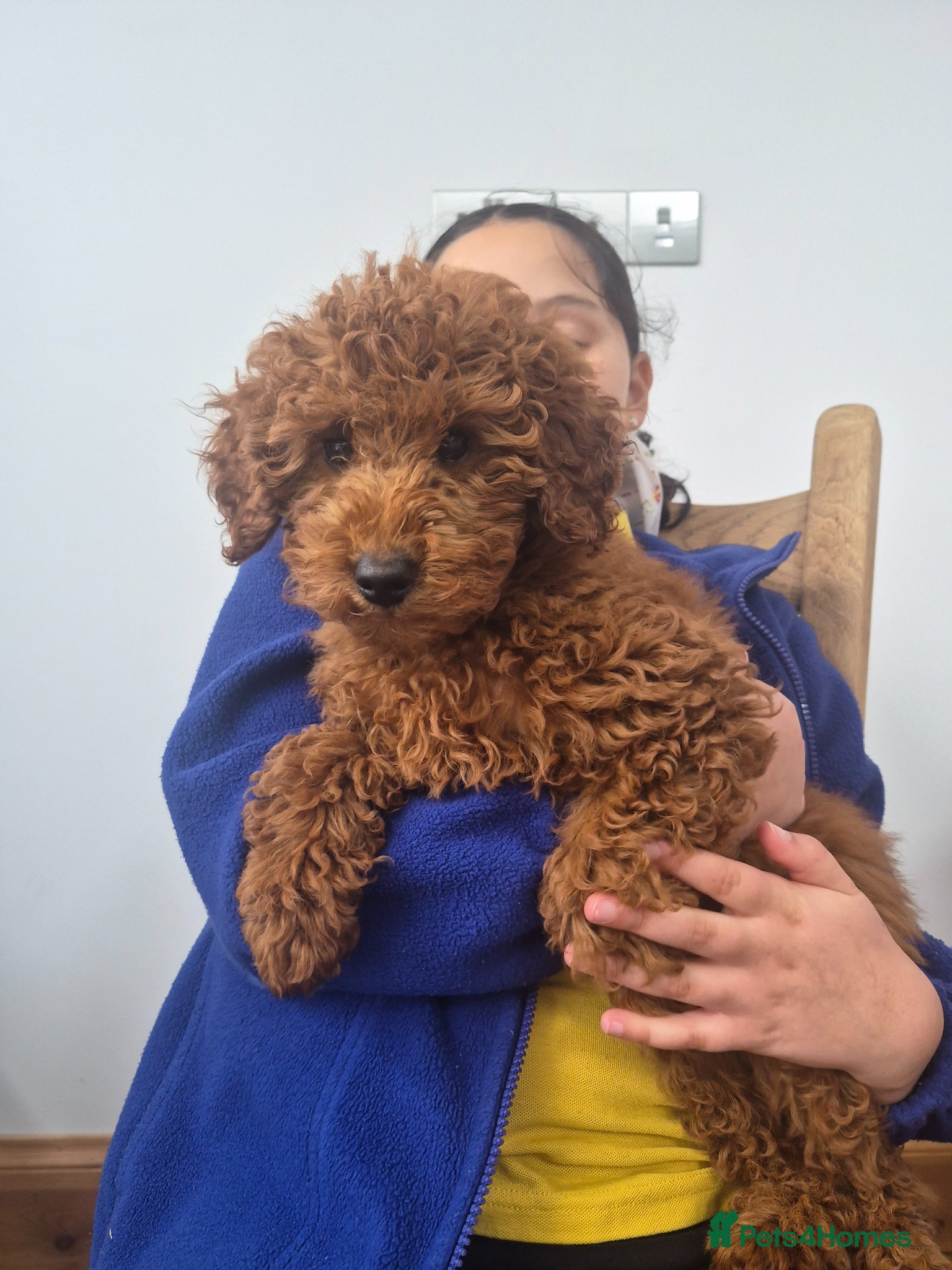 Miniature Poodle dogs Last Female 💕Red Miniature Poodle Puppies  - Advert 2