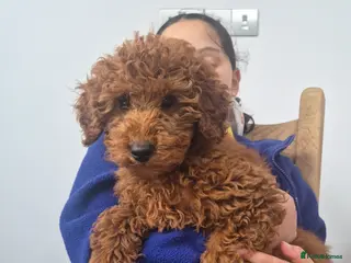 Miniature Poodle dogs Last Female 💕Red Miniature Poodle Puppies - Advert 2