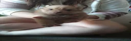 Pomeranian dogs for sale: Pomeranian pups - Advert 8