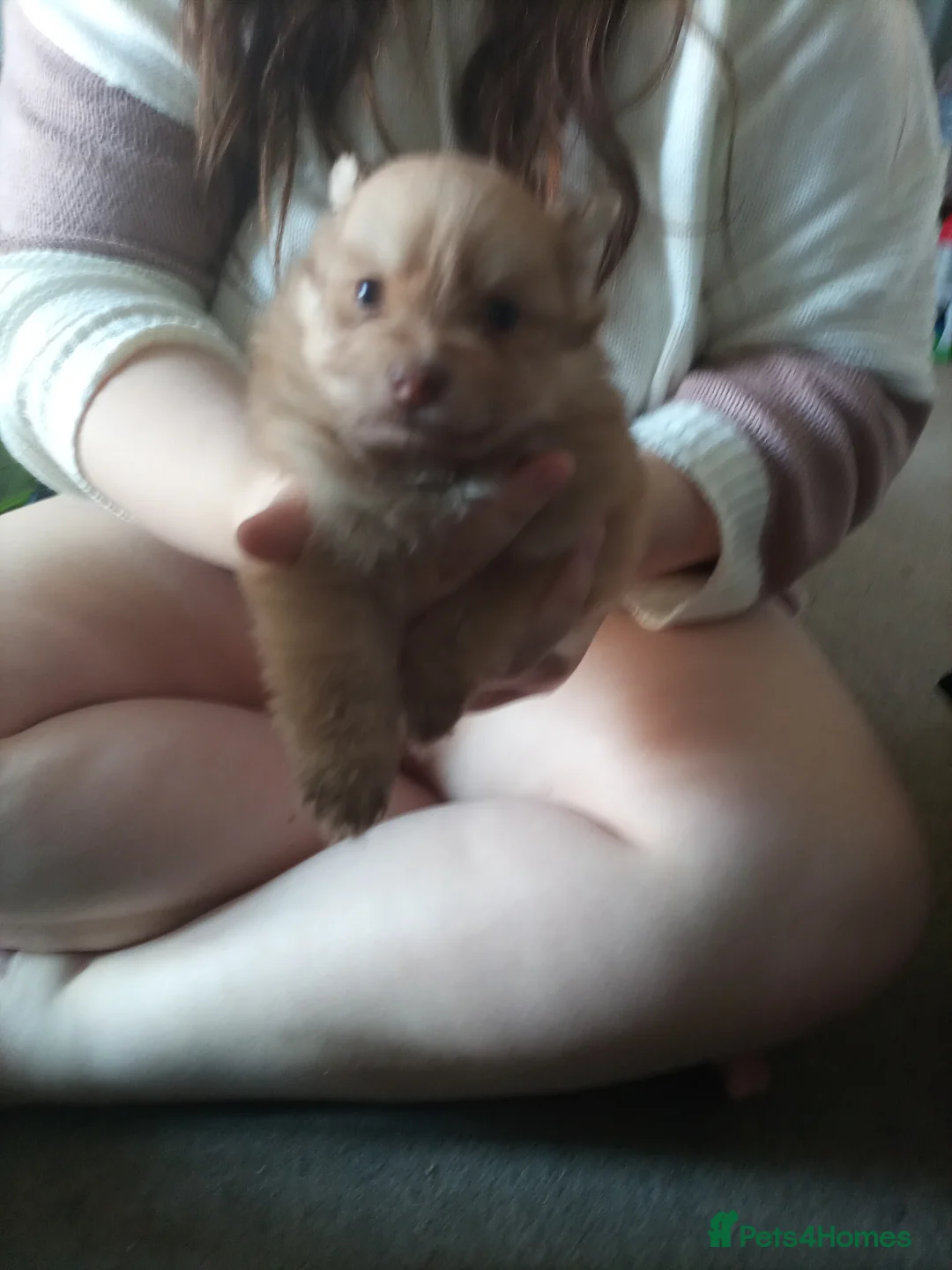 Pomeranian dogs for sale: Pomeranian pups - Advert 8