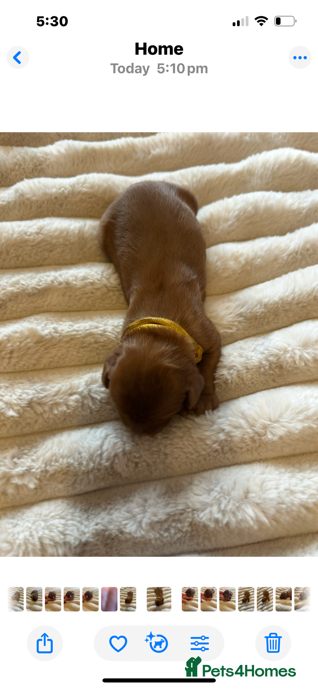 Cavalier King Charles Spaniel dogs for sale: KC CAVALIER KING CHARLES  - Image 8