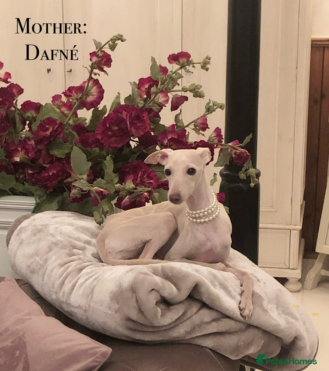 Italian Greyhound dogs for sale: Italian greyhound puppies KC reg European Lineage in Leeds - Image 4