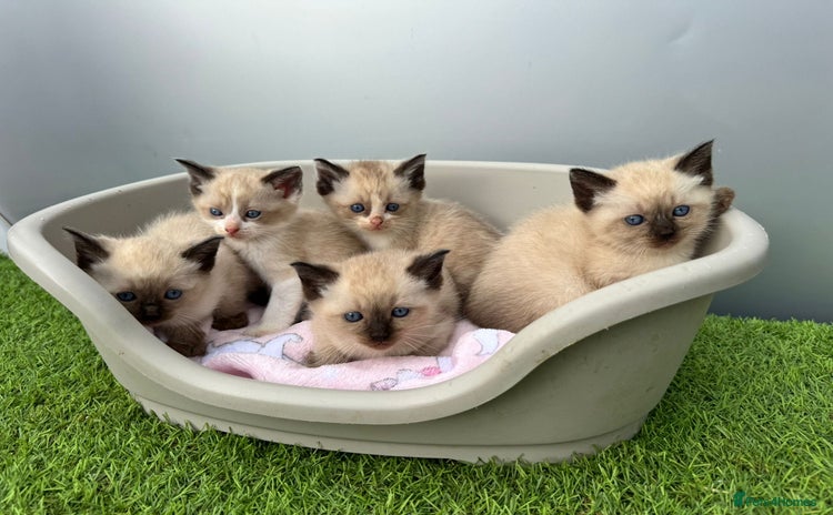 Ragdoll cats - Advert 1