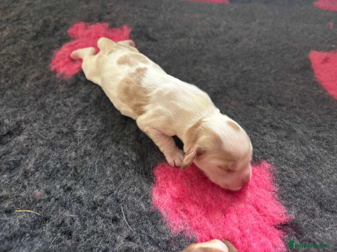 Cocker Spaniel dogs for sale: Cocker Spaniel Puppies - Image 19