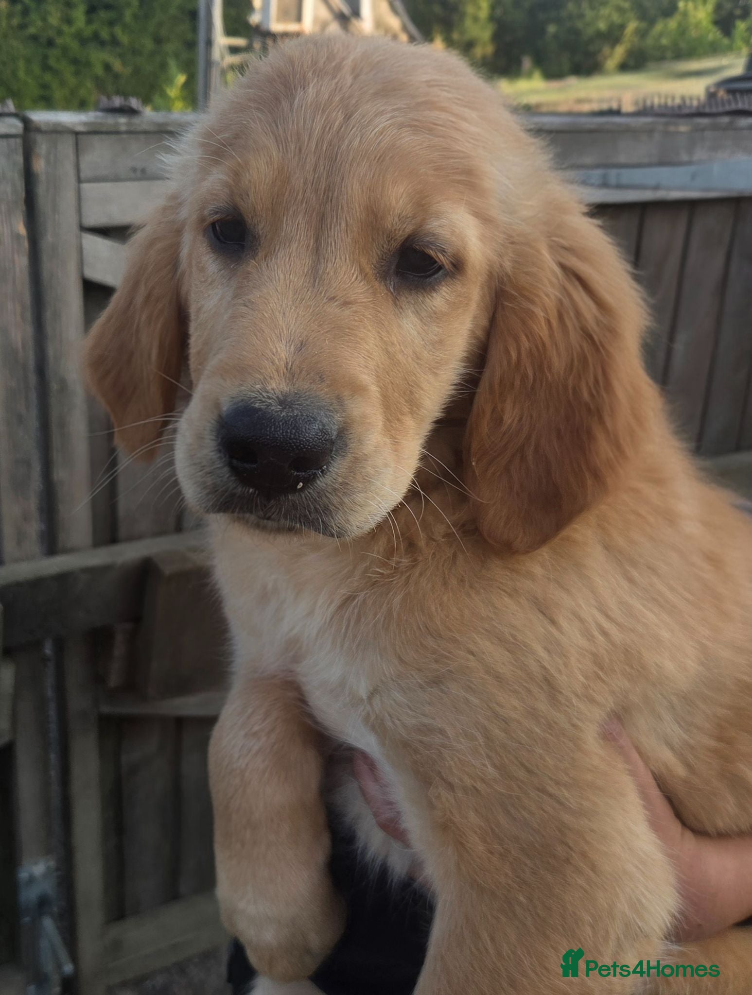 Golden Retriever dogs 🐶 READY NOW dark working golden retriever pups 🐶 - Advert 1