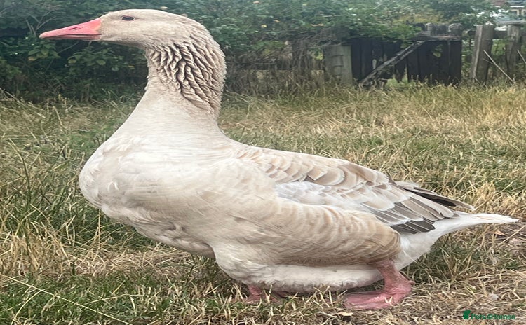 Geese poultry - Advert 1