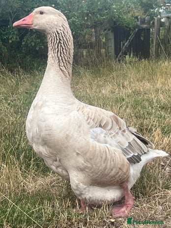 Geese poultry - Advert 2