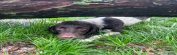 English Springer Spaniel dogs for stud: English Springer Spaniel. - Advert 8