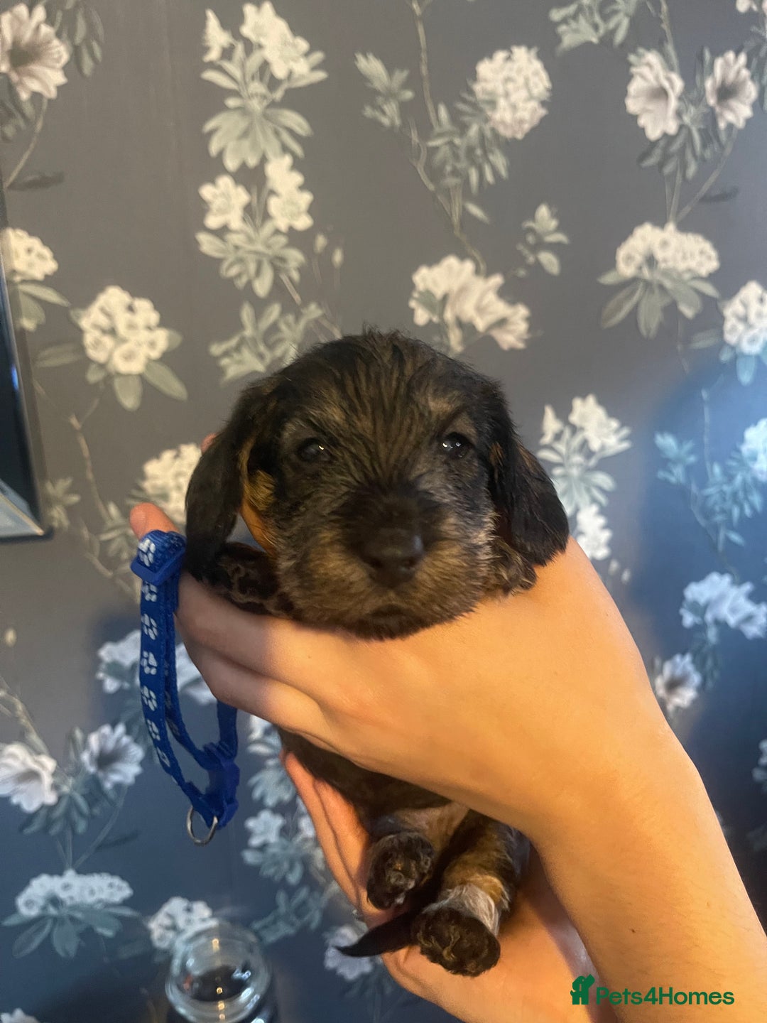 Dachshund dogs for sale: Kc registered standard wirehaired dachshund  - Image 9