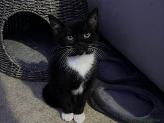 British Shorthair cats Kitten for sale - Advert 3