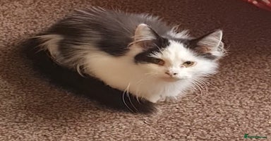 Mixed Breed cats - Advert 11