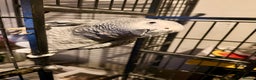 Parrots birds for sale: African grey with cage - Advert 1
