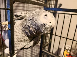 Parrots birds African grey with cage - Advert 1