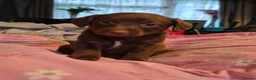 Mixed Breed dogs for sale: Gorgeous jackapoo x puppies  - Advert 3