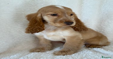 Cocker Spaniel dogs - Advert 1