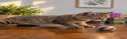 Scottish Fold cats for sale: Beautiful British Shorthair Kittens – Home Raised  - Advert 11
