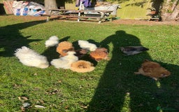 Chickens poultry for sale: Silkie bantams - Image 2