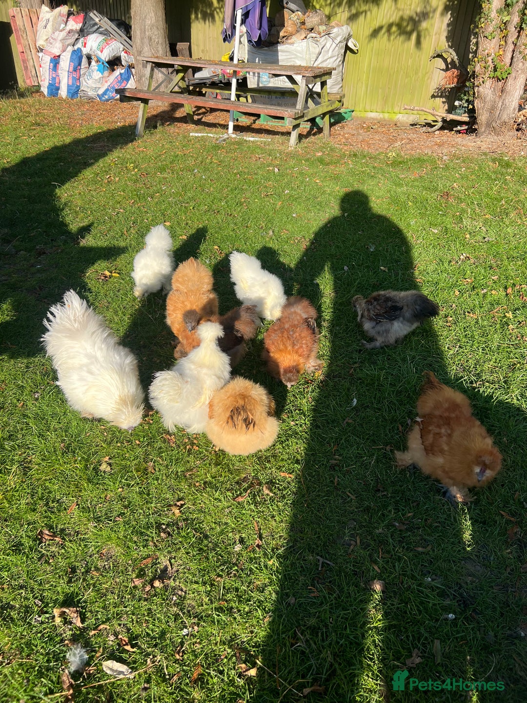 Chickens poultry for sale: Silkie bantams - Image 2