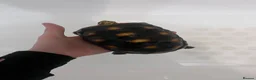 Tortoise reptiles for sale: Redfoot Tortoise with enclosure setup - Advert 8