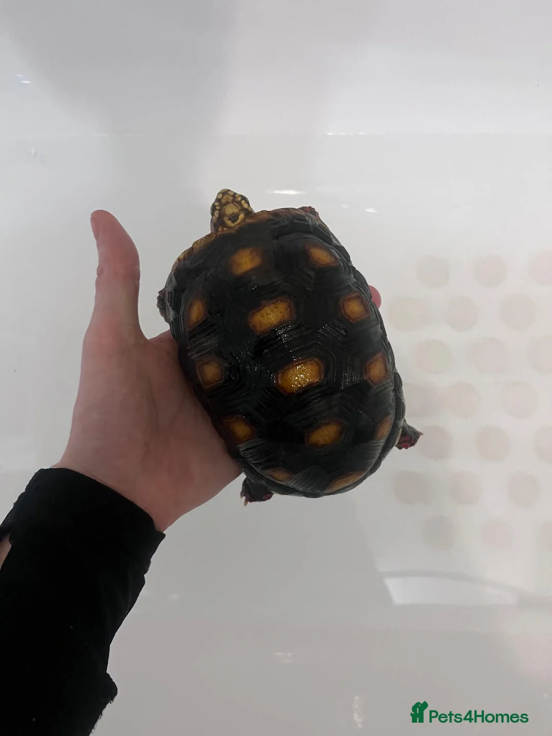 Tortoise reptiles for sale: Redfoot Tortoise with enclosure setup - Advert 8