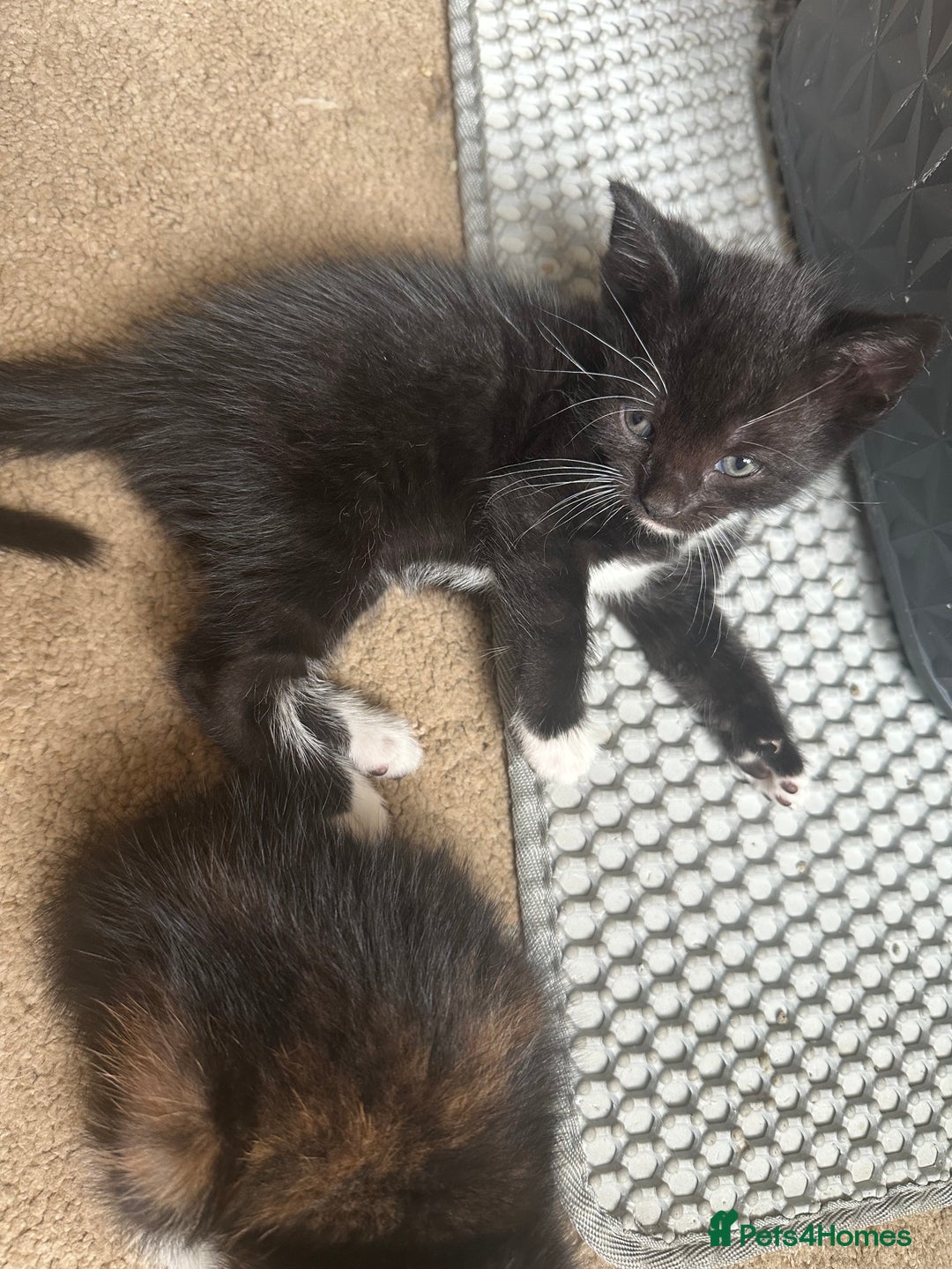 Mixed Breed cats for sale: 3 beautiful playful kittens  - Image 25