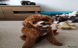 Cavapoo dogs for sale: Cavapoo F1b fully health tested  - Image 11