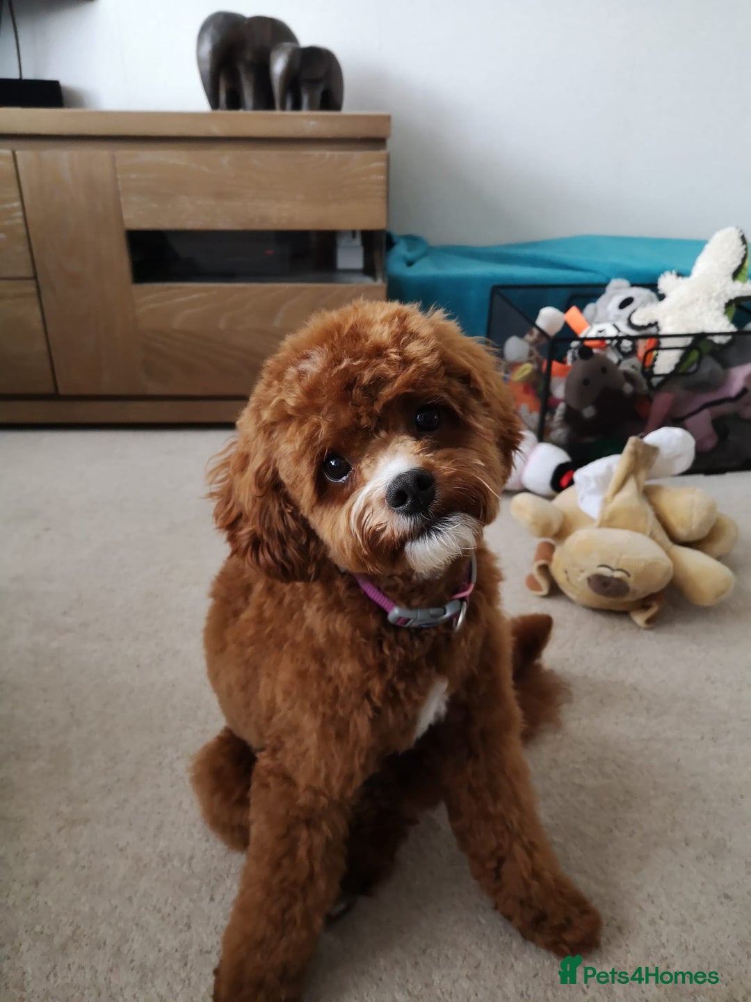 Cavapoo dogs for sale: Cavapoo F1b fully health tested  - Image 11