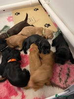 Cocker Spaniel dogs - Advert 15
