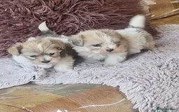 Zuchon dogs for sale: Billion frise x shizu pups 2 boys - Image 1