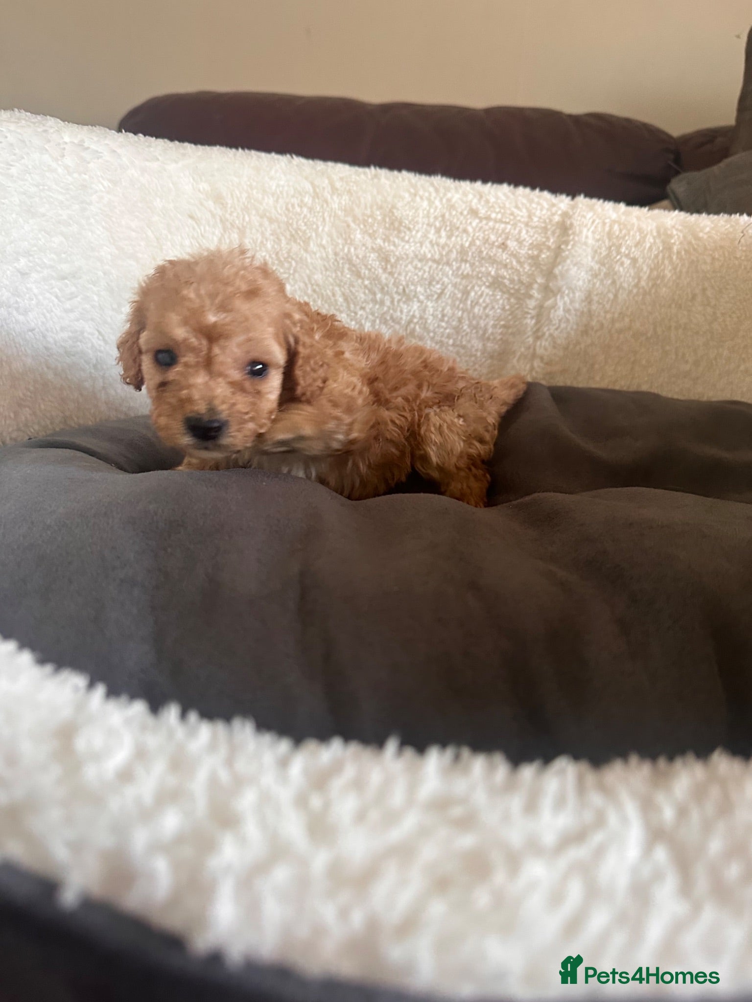 Cockapoo dogs F2 cockapoo puppies  - Advert 1