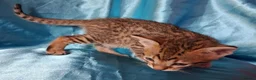 Savannah cats for sale: Super spotty F5 Savannah kittens - Advert 18