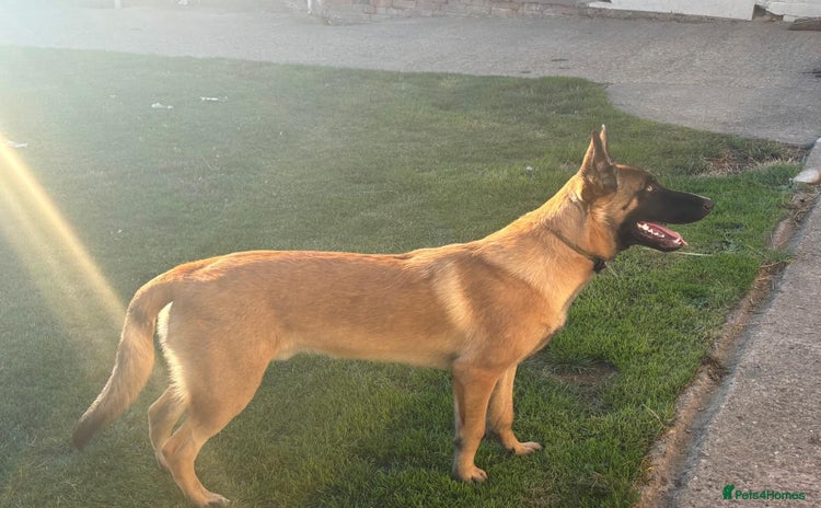 Belgian Shepherd Dog dogs - Advert 1