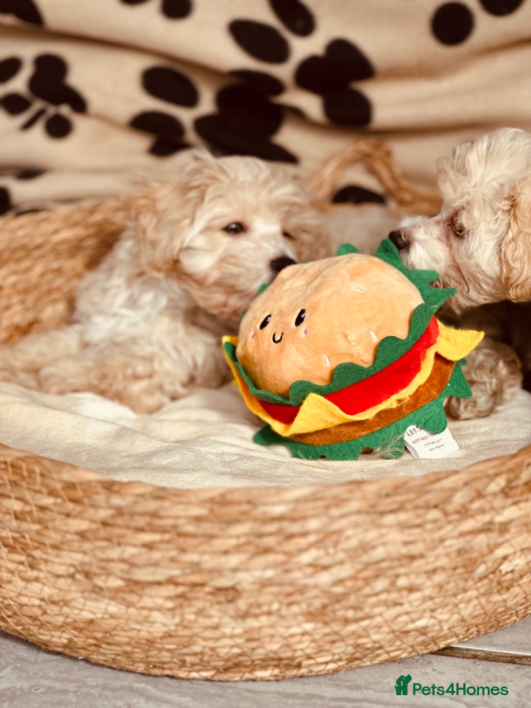 Maltipoo dogs for sale: F1 Toy Maltipoo puppys   - Image 10