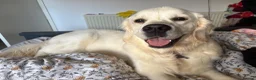 Golden Retriever dogs for sale: Bear the goldie - Advert 3