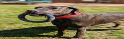 Mixed Breed dogs for sale: Beautiful bandog cross - Advert 5