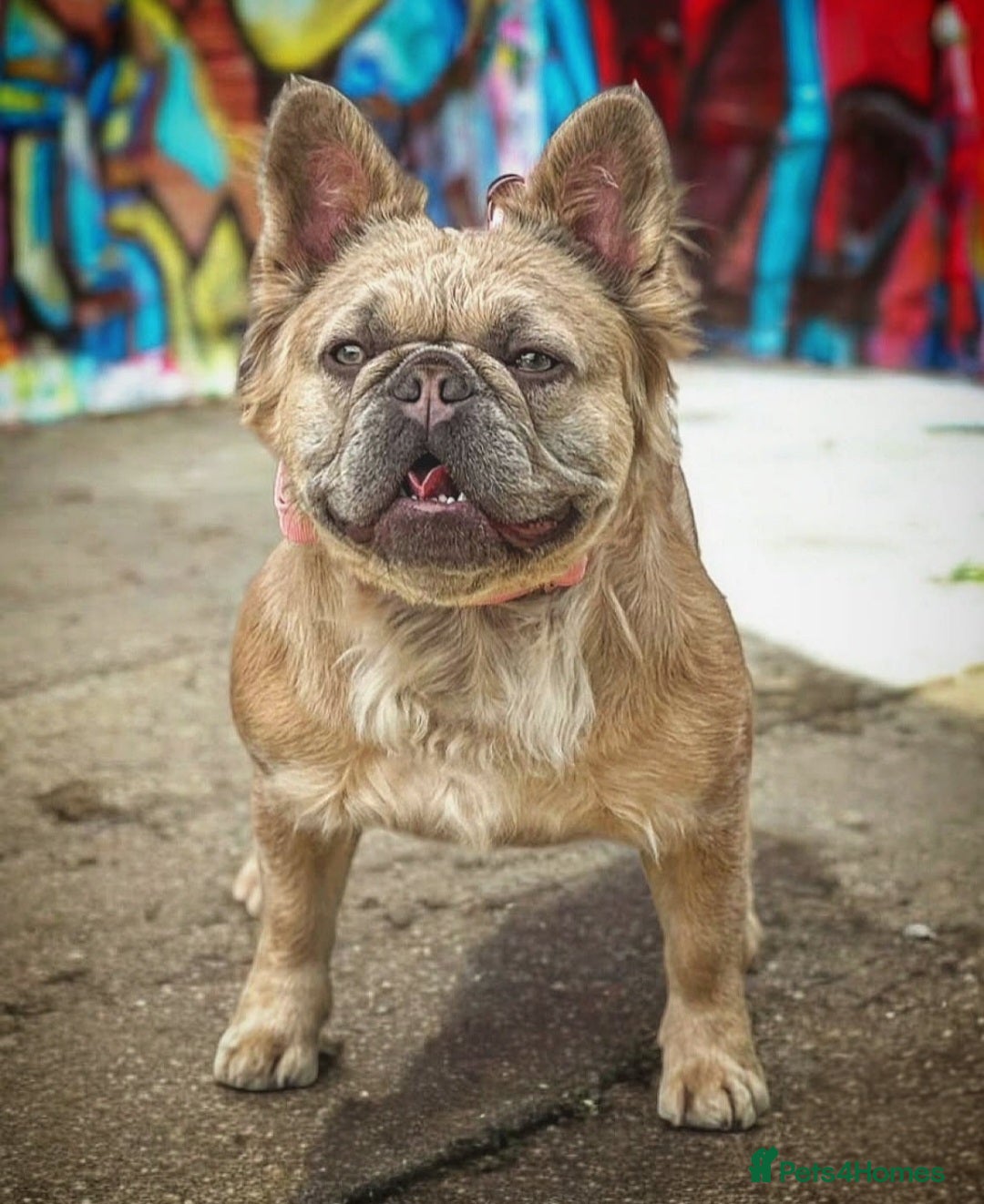 French Bulldog dogs for sale: French Bulldog Female - Image 2