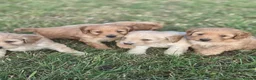 Cockapoo dogs for sale: 5 excellent F1 cockapoos  - Advert 3