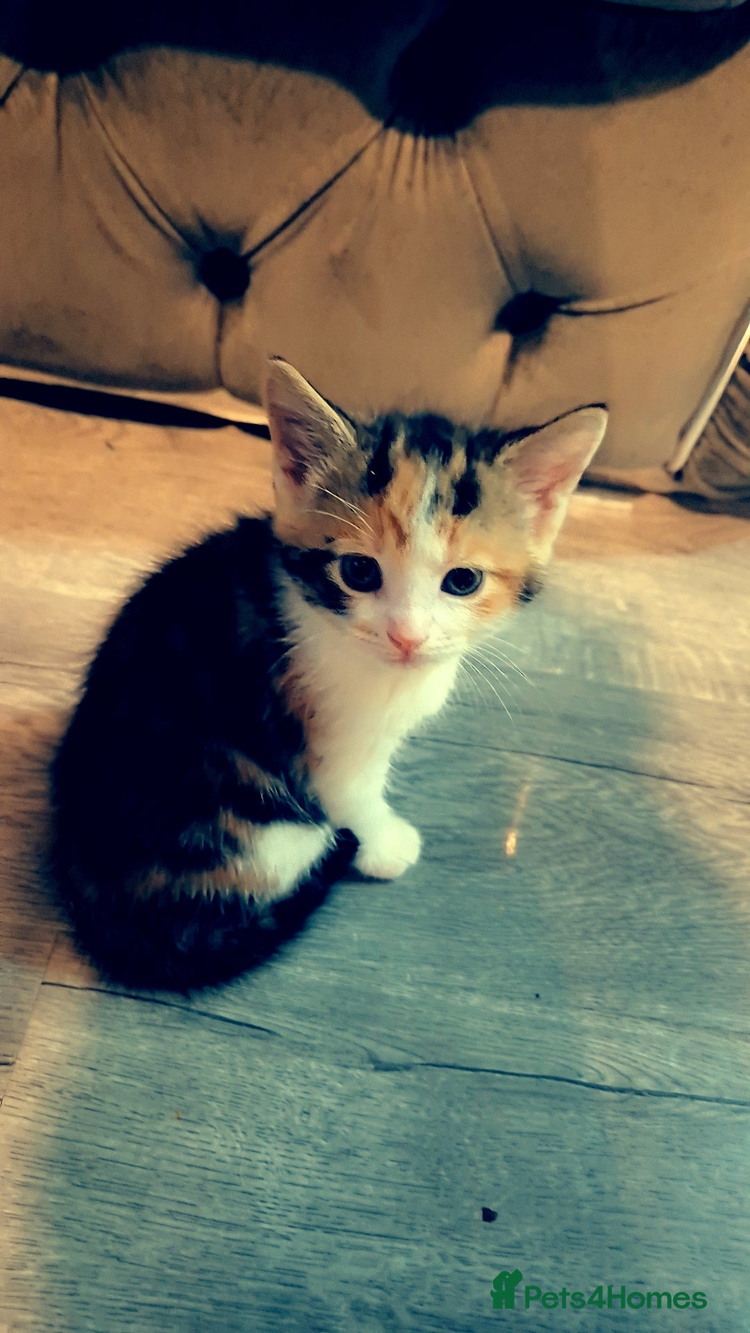 Mixed Breed cats for sale: Mixed maincoon - Image 4