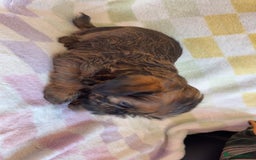 Griffon Bruxellois dogs for sale: Exceptionally confident beautys - Image 13