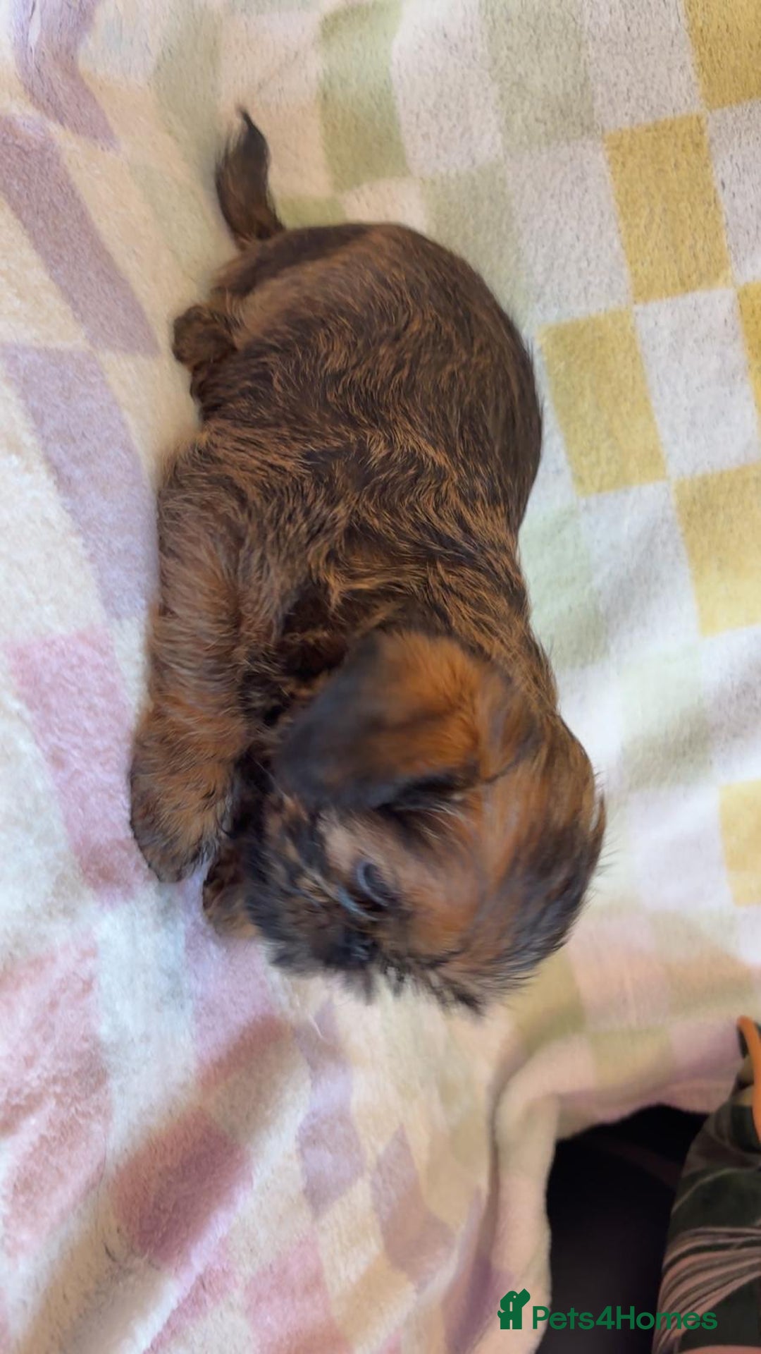 Griffon Bruxellois dogs for sale: Exceptionally confident beautys - Image 13