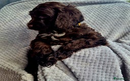 Sproodle dogs for sale: Sproodle puppies *ready on Wednesday* - Image 4